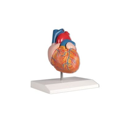 Herzmodell, natürliche Größe, 2-teilig