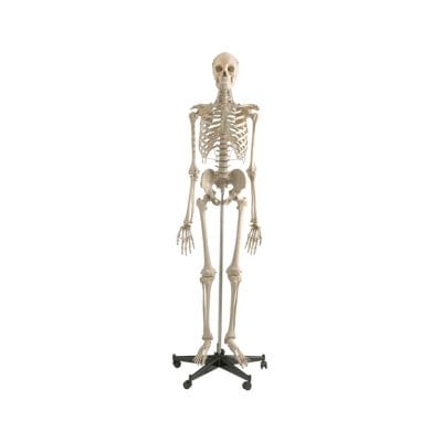 Homo-Skelett auf Sicherheitsstativ mit Rädern
