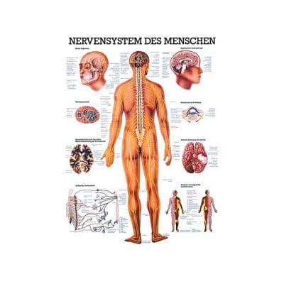 anat. Mini-Poster: Nervensystem des Menschen 24 x 34 cm, laminiert
