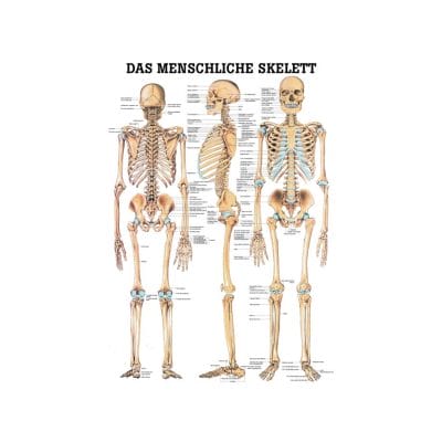 anat. Mini-Poster: Das Skelett 24 x 34 cm, Papier