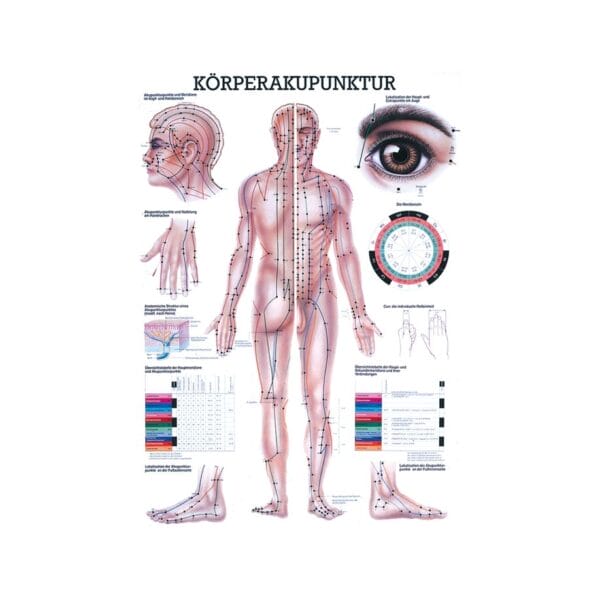 anat. Mini-Poster: Körperakupunktur 24 x 34 cm, laminiert