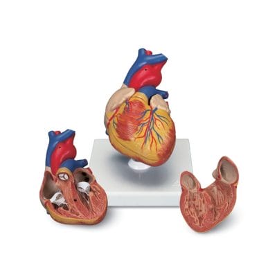 Herzmodell 2-teilig