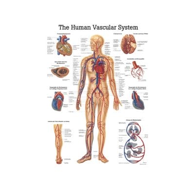 anat. Lehrtafel: Human Vascular System 70 x 100 cm Papier (engl. Ausführung)